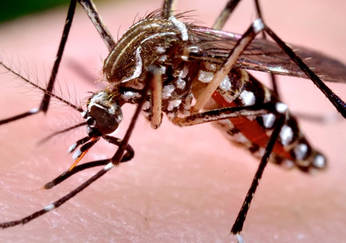 Aedes Aegypti Mosquito