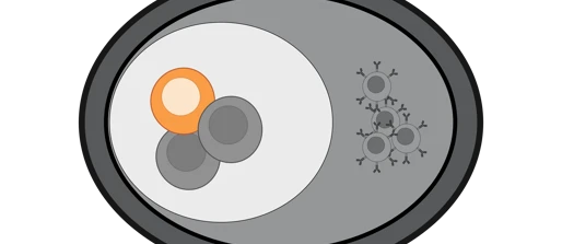 Germinal centre organoids to investigate human immune response to infection and vaccination