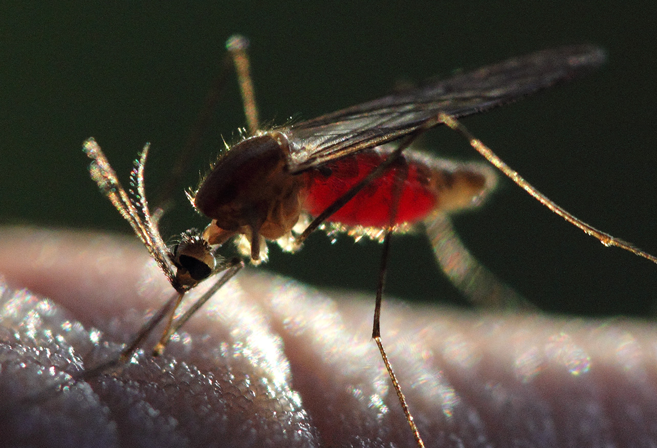 Immune blueprint for next-generation malaria vaccines