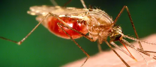 Mapping malaria risks