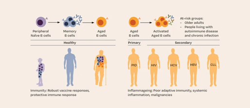 Ageing and inflammation