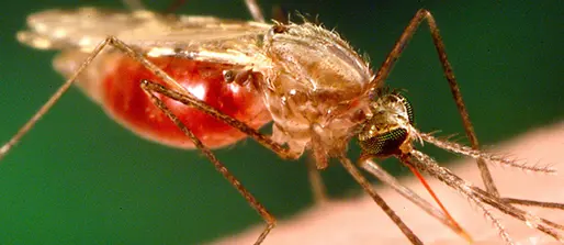 Improving malaria vaccines for children