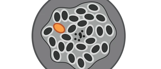 Host directed therapy to boost protective immunity to malaria