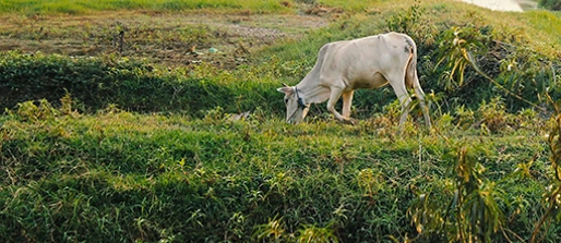 The EZARET Study: Exploring Zoonotic Association and Risks for Extrapulmonary Tuberculosis in Papua New Guinea